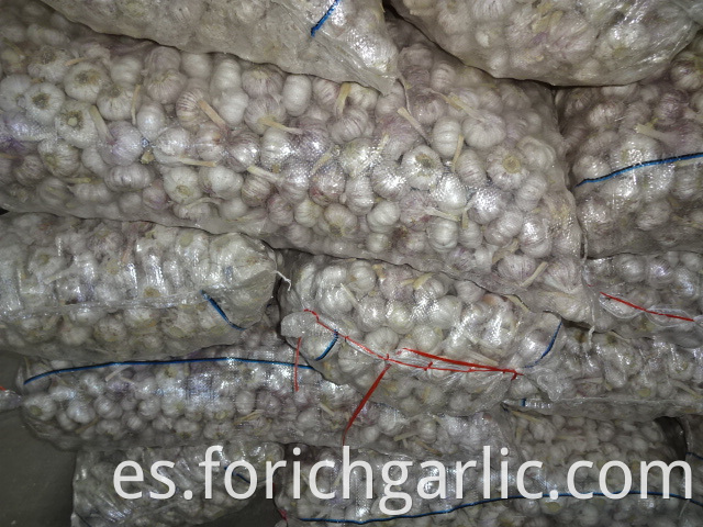 Hybrid Garlic In Mesh Bag